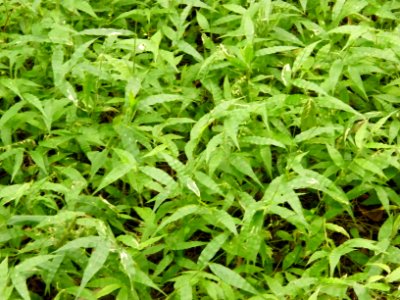 Invasive Wavyleaf Basketgrass