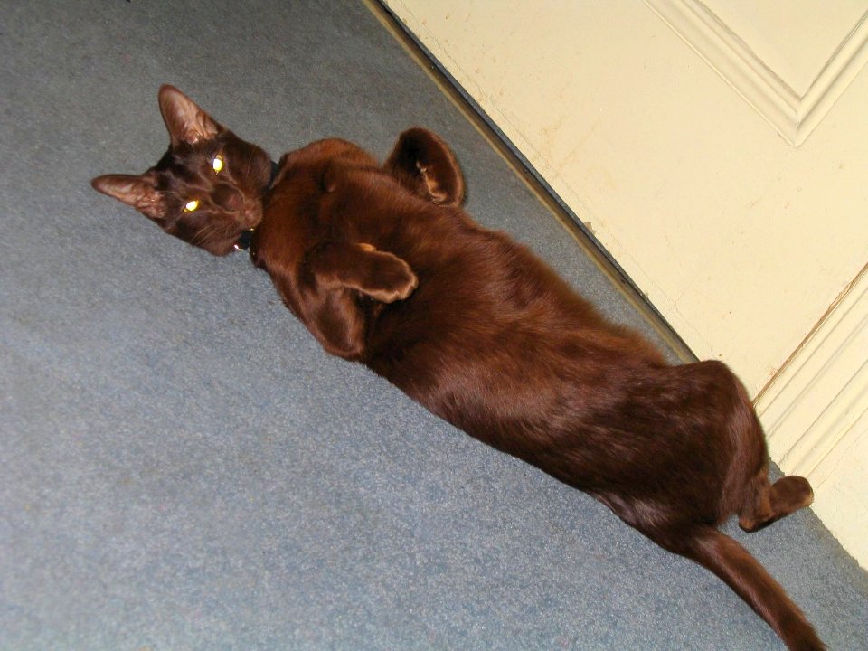 Addison Siamese Havana cat Stretch 4369