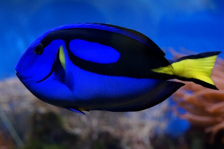 Blue bright fish photo