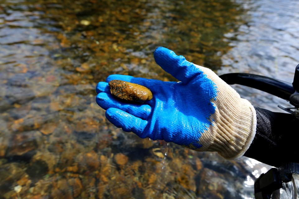 Rough Rabbitsfoot Mussel