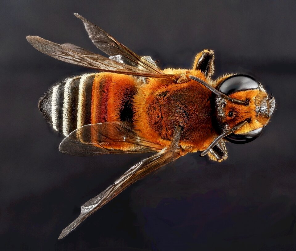 Pollinator bug insect
