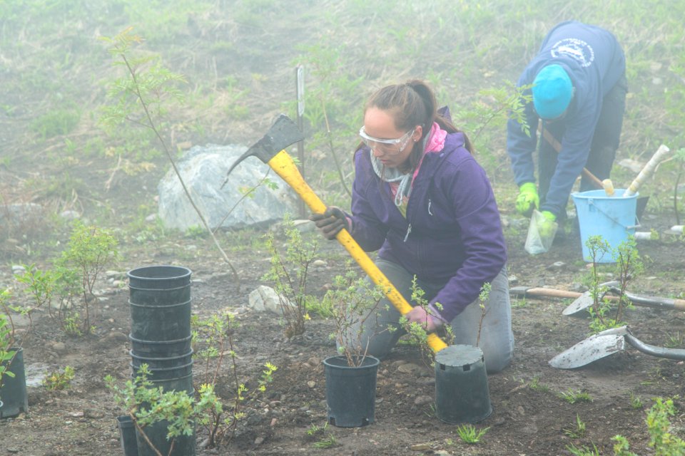 Volunteer Group Planting at Logan Pass 27
