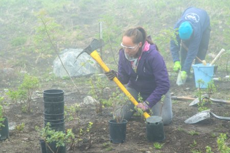 Volunteer Group Planting at Logan Pass 27