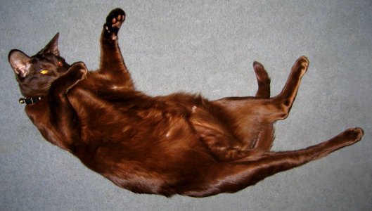 Addison Siamese Havana cat Stretch 4382