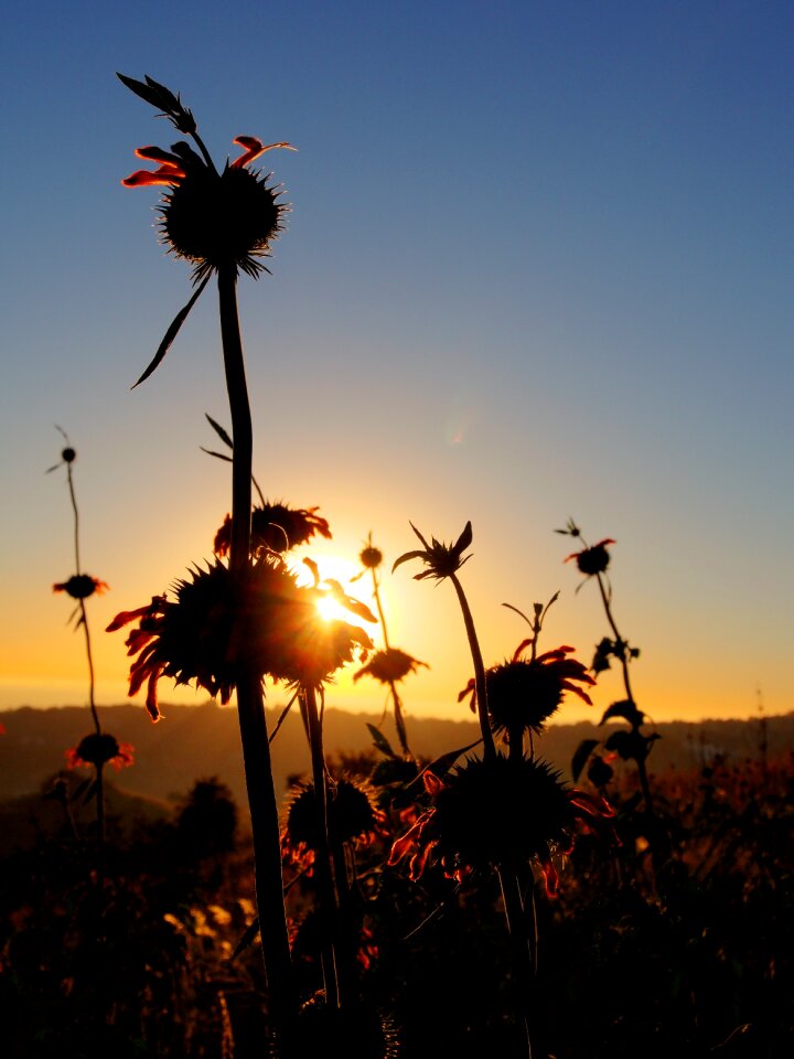 Gold plant sun rise