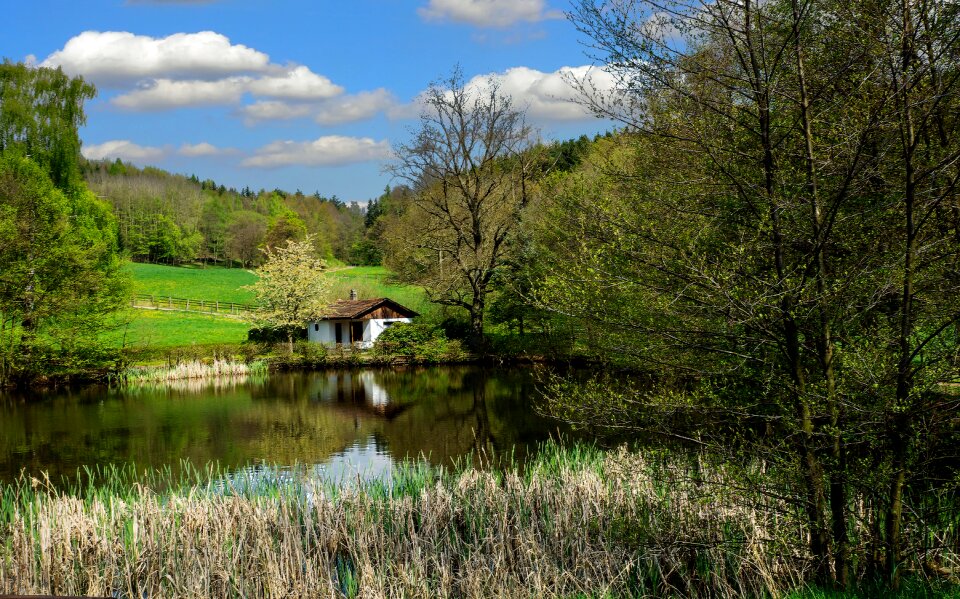 Forest view pond