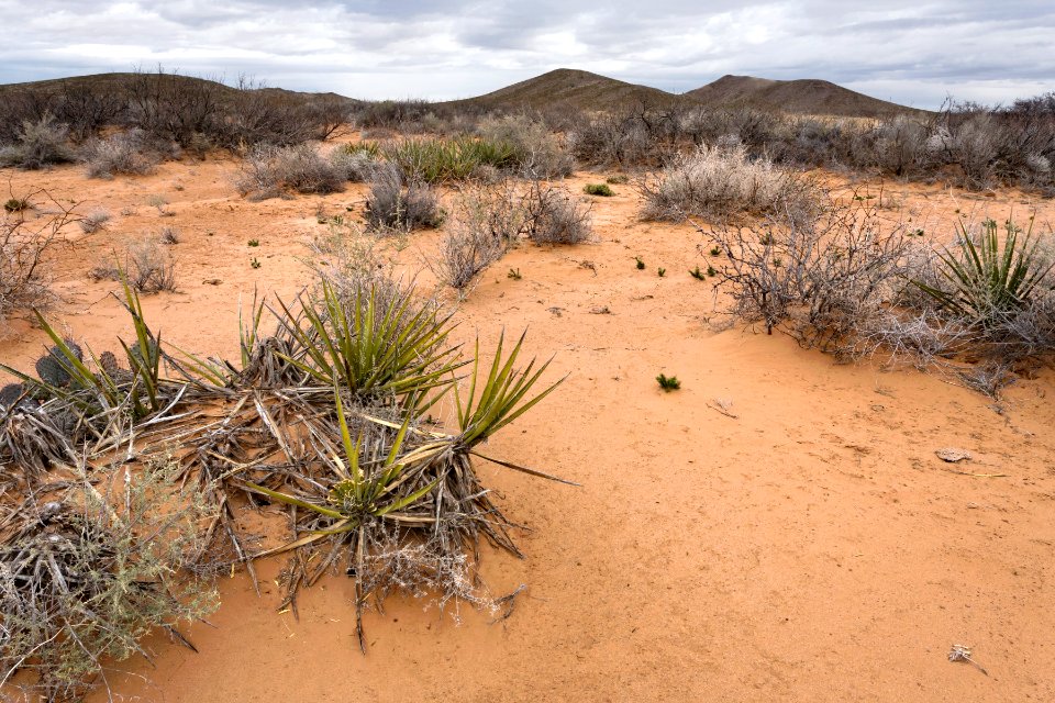 Northern Jornada Plain