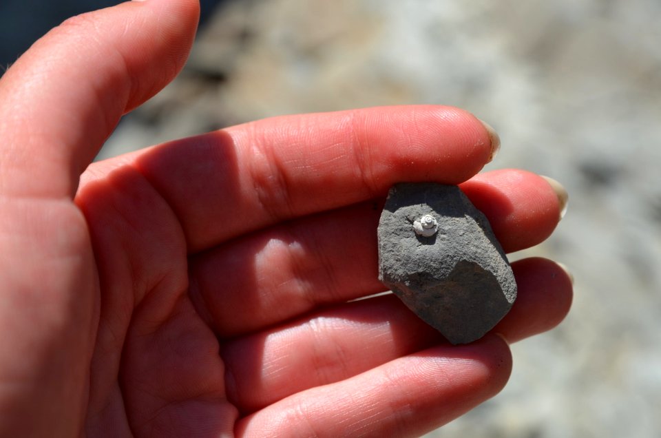 Fossil Snail