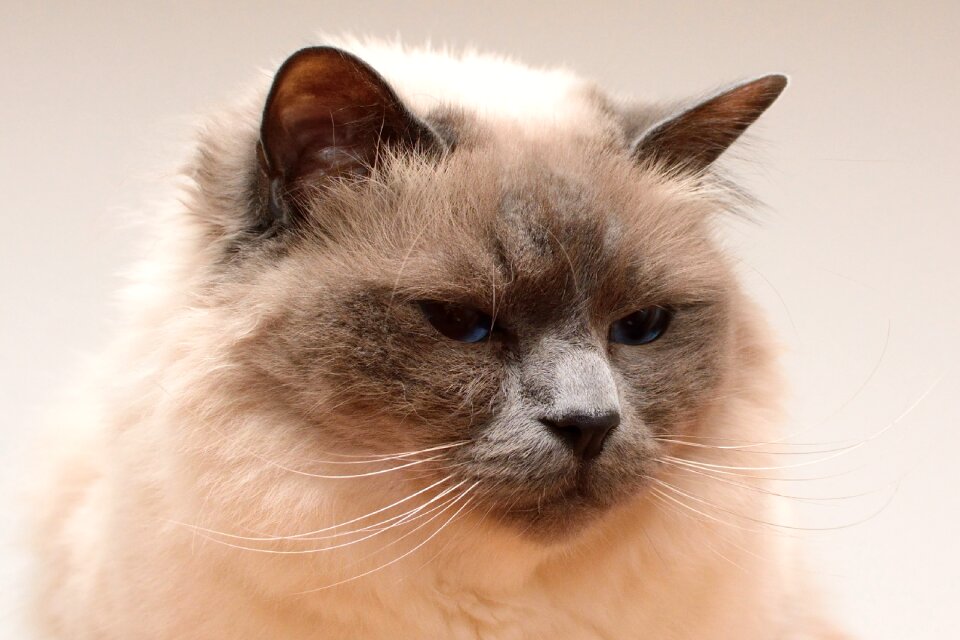 Domestic cat moustache pet