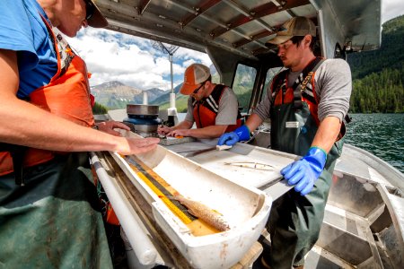 Quartz Lake Fish Project 0487