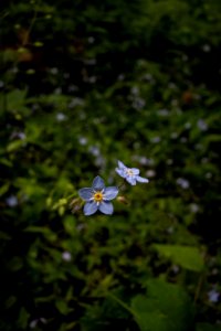 Forget-Me-Not (Myosotis sp)