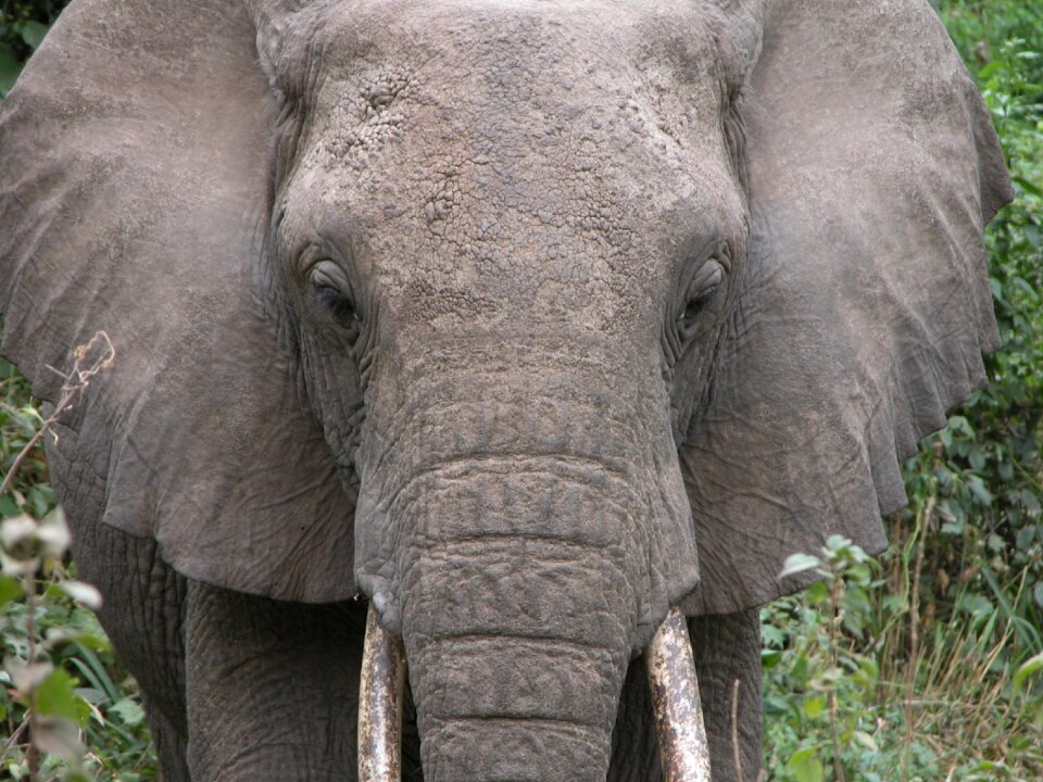 Wildlife africa safari