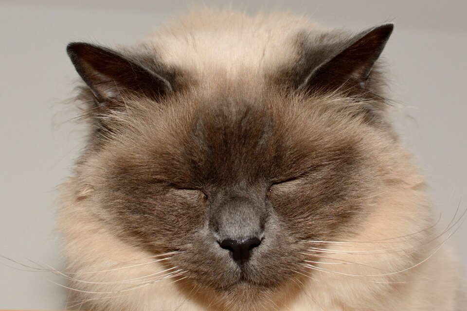 Domestic cat sleepy tired