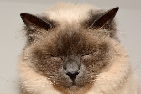 Domestic cat sleepy tired