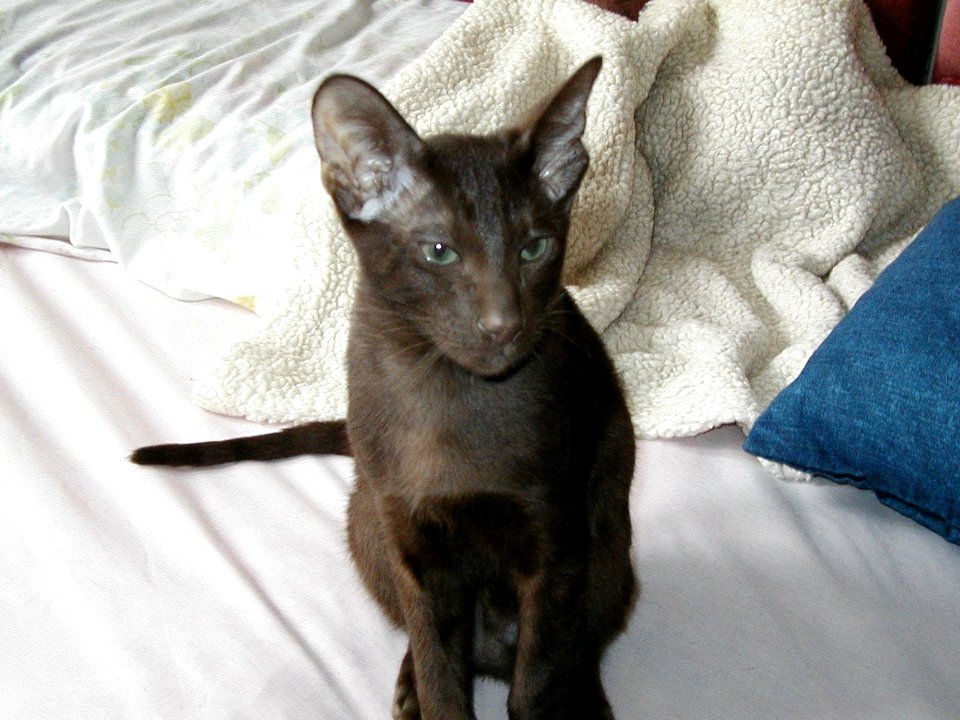 Addison Siamese Havanah cat kitten 0179