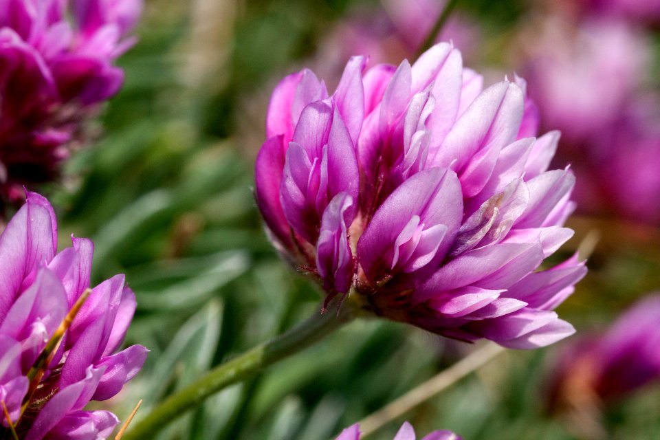 Trifolium attenuatum photo