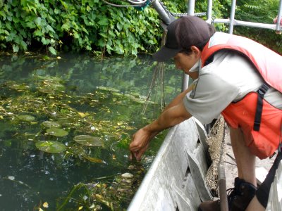 Water Chestnut Early Detection