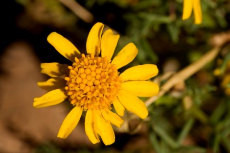 Thymophylla aurea var. polychaeta