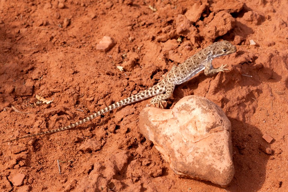 Gambelia wislizenii