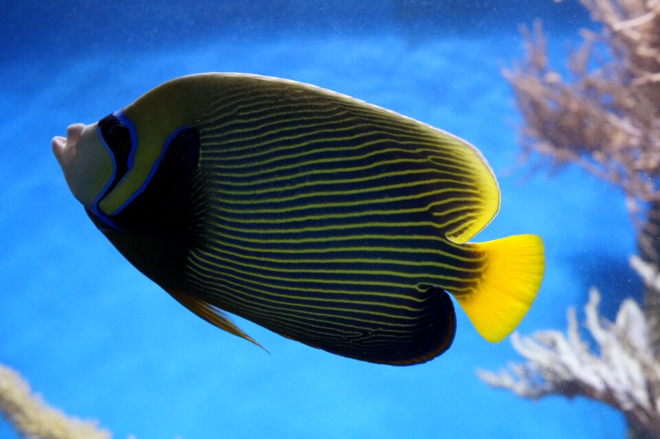Aquarium water creature underwater world
