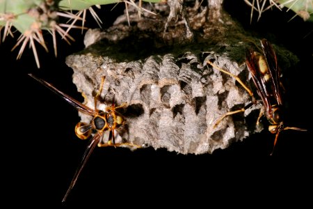 Mischocyttarus navajo