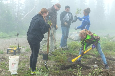 Volunteer Group Planting at Logan Pass 28