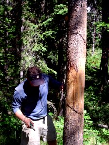 Setting up a wire hair snag on a rub tree (Northern Divide Grizzly Bear Project) photo