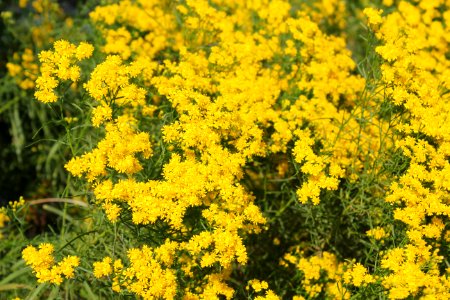 Goldenrod photo