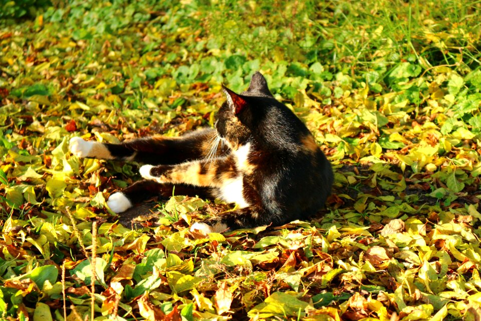 Lucky cat three coloured leaves
