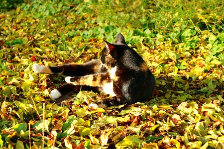 Lucky cat three coloured leaves photo