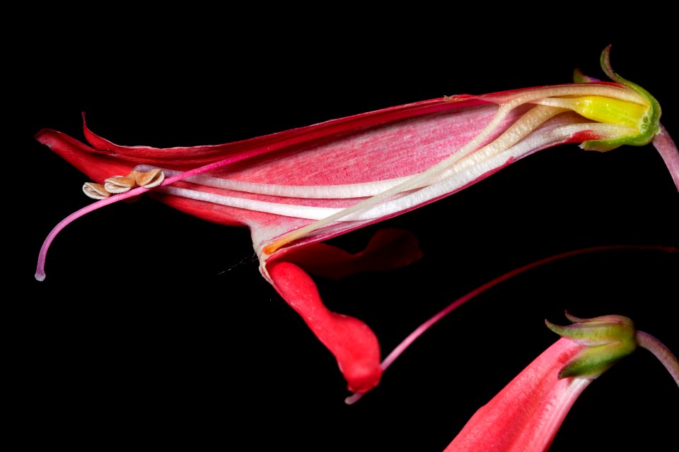 Penstemon barbatus