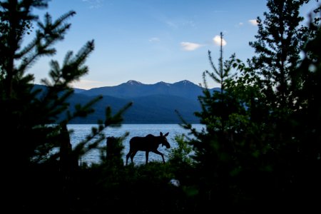 Moose (Alces americanus) photo