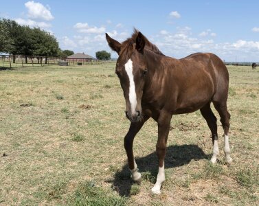 Ranch pasture country photo