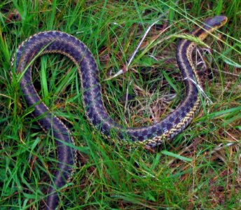 Garter snake