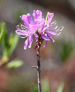 Rhodora in bloom