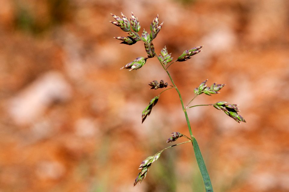 Poa alpina