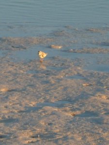 Piping plover on Great Inagua Island photo