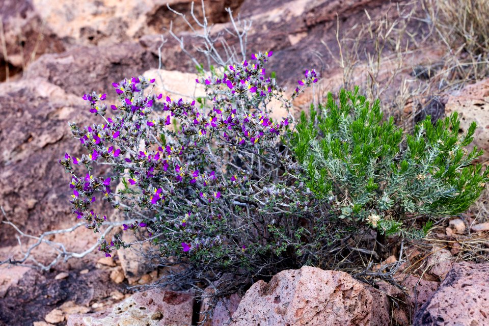 Dalea formosa
