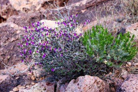Dalea formosa