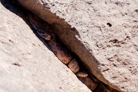 Crotalus viridis
