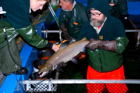 Adult male Atlantic salmon at the Craig Brook National Fish Hatchery. Photo: USFWS photo