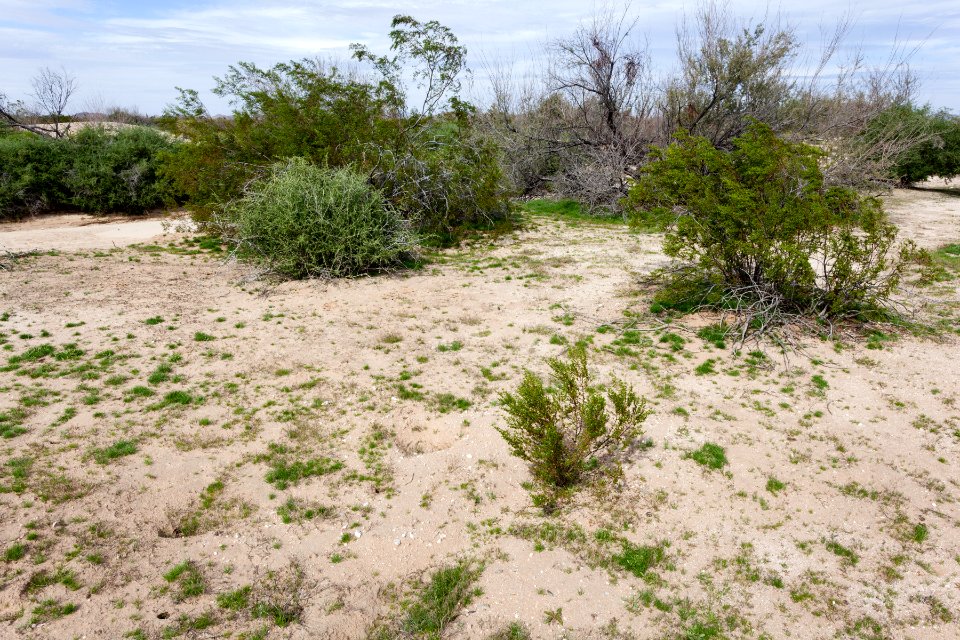 Ranegras Plain