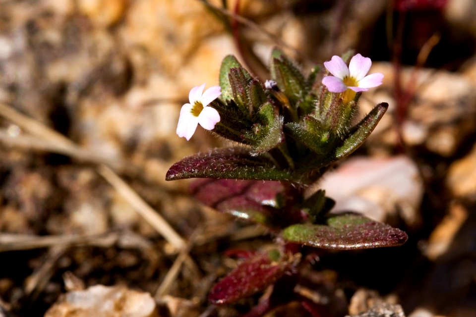 Microsteris gracilis