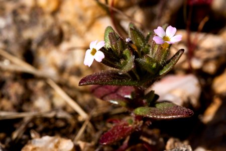 Microsteris gracilis