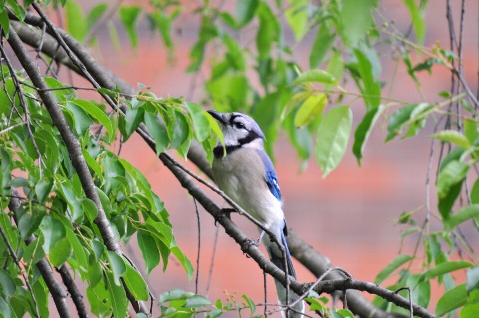 Blue jay bird bluejay