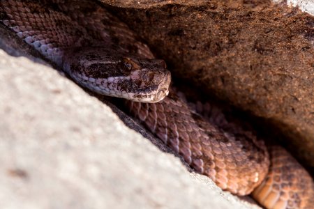 Crotalus viridis
