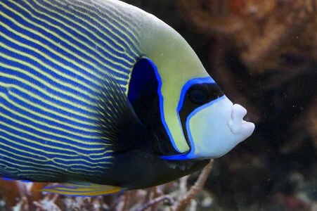 Aquarium water creature underwater world photo