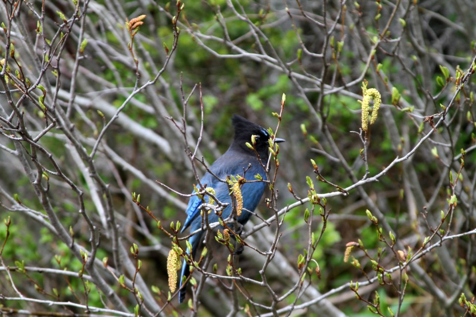Steller's Jay (Cyanocitta Stelleri)