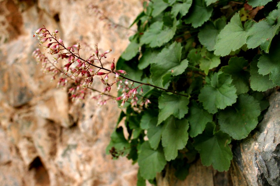 Heuchera rubescens