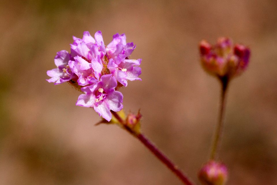 Boerhavia purpurascens